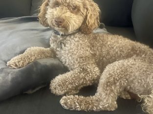 Poodle Mini – Jacqui Padgett