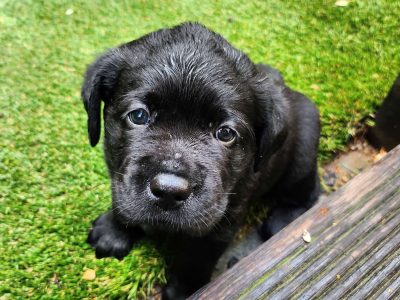 Labrador Retriever – Sarah Alexander