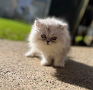 Persian – Villawood