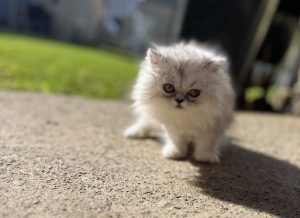 Persian – Villawood