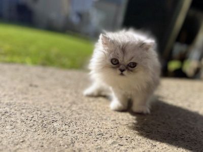 Persian – Villawood