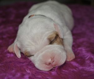 American Staffordshire Bull Terrier – Red Royalty Canines