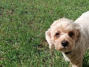 Cavoodle – Penrith