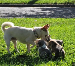 Chihuahua – Goulburn