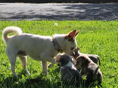 Chihuahua – Goulburn