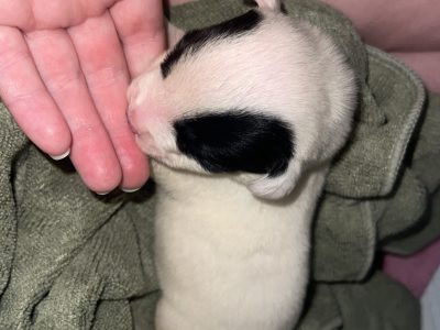 American Staffordshire Bull Terrier – Clarkson