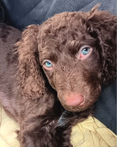 Murray Retriever – Barkly