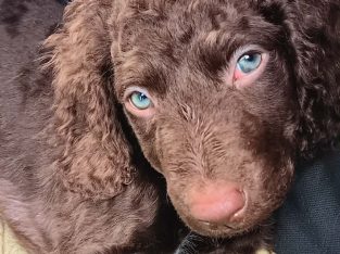 Murray Retriever – Barkly