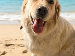 Golden Retriever – Adelaide