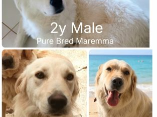 Golden Retriever – Adelaide