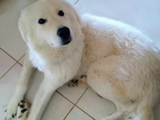Maremma Sheepdog – Adelaide