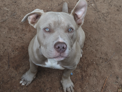 American Bulldog – Blakeview