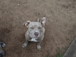 American Bulldog – Blakeview