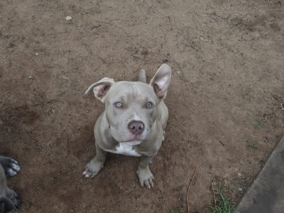 American Bulldog – Blakeview