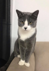 Russian Blue – Killarney Vale