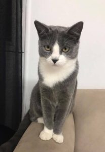 Russian Blue – Killarney Vale