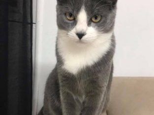 Russian Blue – Killarney Vale