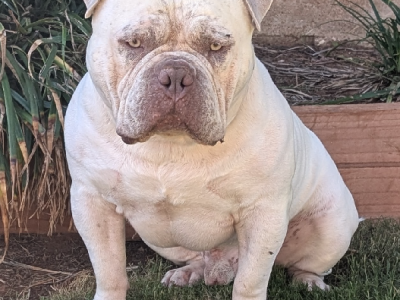 Dogs – Loxton North