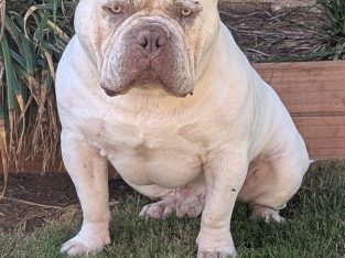 Dogs – Loxton North