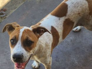 American Staffordshire Bull Terrier – Claudia