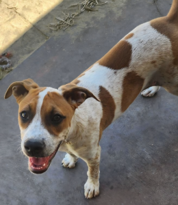 American Staffordshire Bull Terrier – Claudia