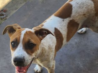 American Staffordshire Bull Terrier – Claudia