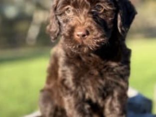 Labradoodle – Wingello