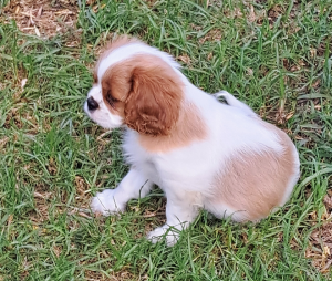 Dogs – Raymond Terrace