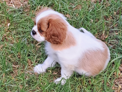 Cavalier King Charles Spaniel – Raymond Terrace