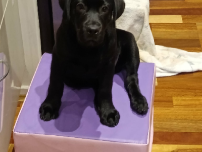 Labrador Retriever – Glenmore Park