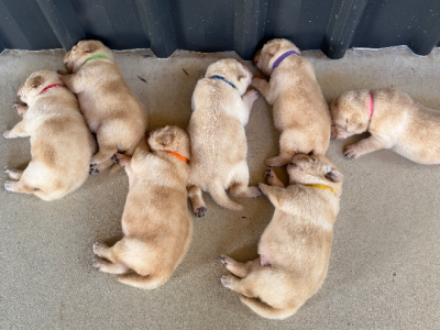 Labrador Retriever – Bowen
