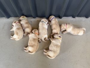 Labrador Retriever – Bowen