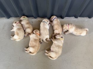 Labrador Retriever – Bowen