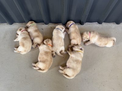 Labrador Retriever – Bowen