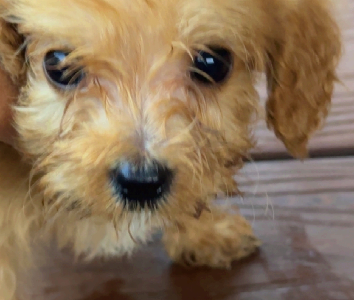 Cavoodle – Austral