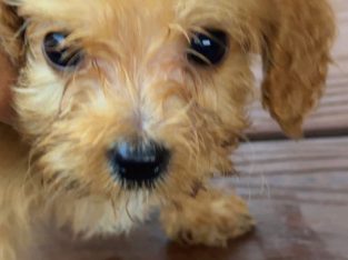 Cavoodle – Austral