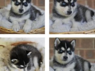 Pomsky – Goulburn