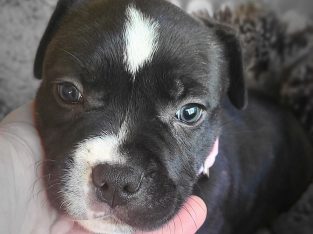 Staffordshire Bull Terrier – Barbara Calderwood