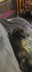 Staffordshire Bull Terrier – Barbara Calderwood