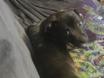 Staffordshire Bull Terrier – Barbara Calderwood