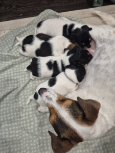 Dogs – Natasha Ball