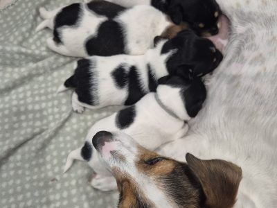 Jack Russell – Natasha Ball