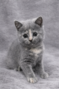 British Shorthair – Heckenberg