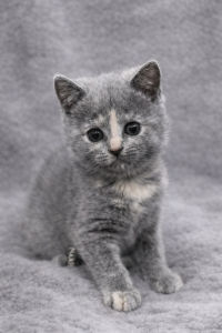 British Shorthair – Heckenberg