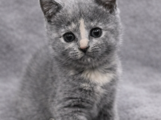 British Shorthair – Heckenberg
