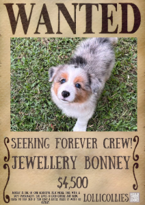 Border Collie – Gympie