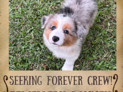 Border Collie – Gympie