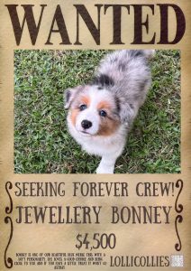 Border Collie – Gympie