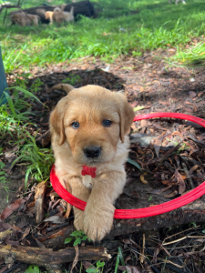 Golden Retriever – Melbourne