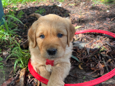 Golden Retriever – Melbourne